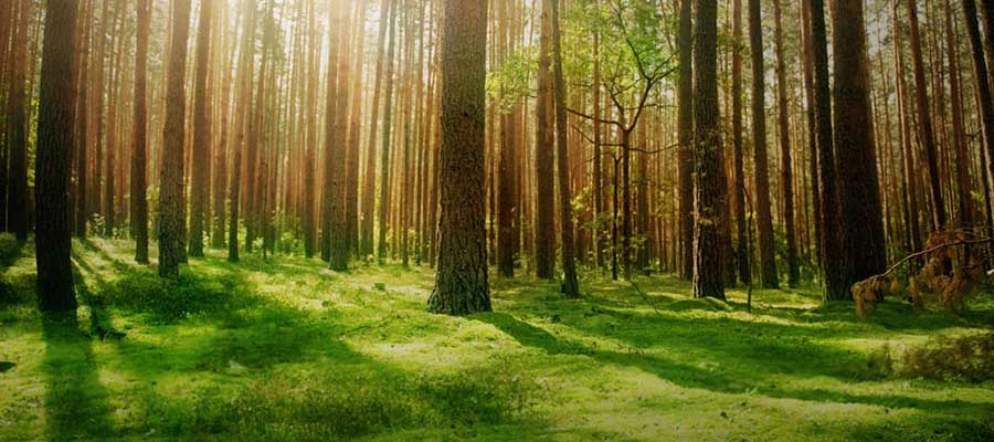pine-forest